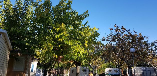 Camping Playa El Terrón arboles 